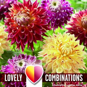 Dahlia Decorative Red & Yellow Shades