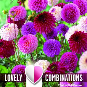 Dahlia Pompon/Ball Pink & Purple Shaes - Combi Pack