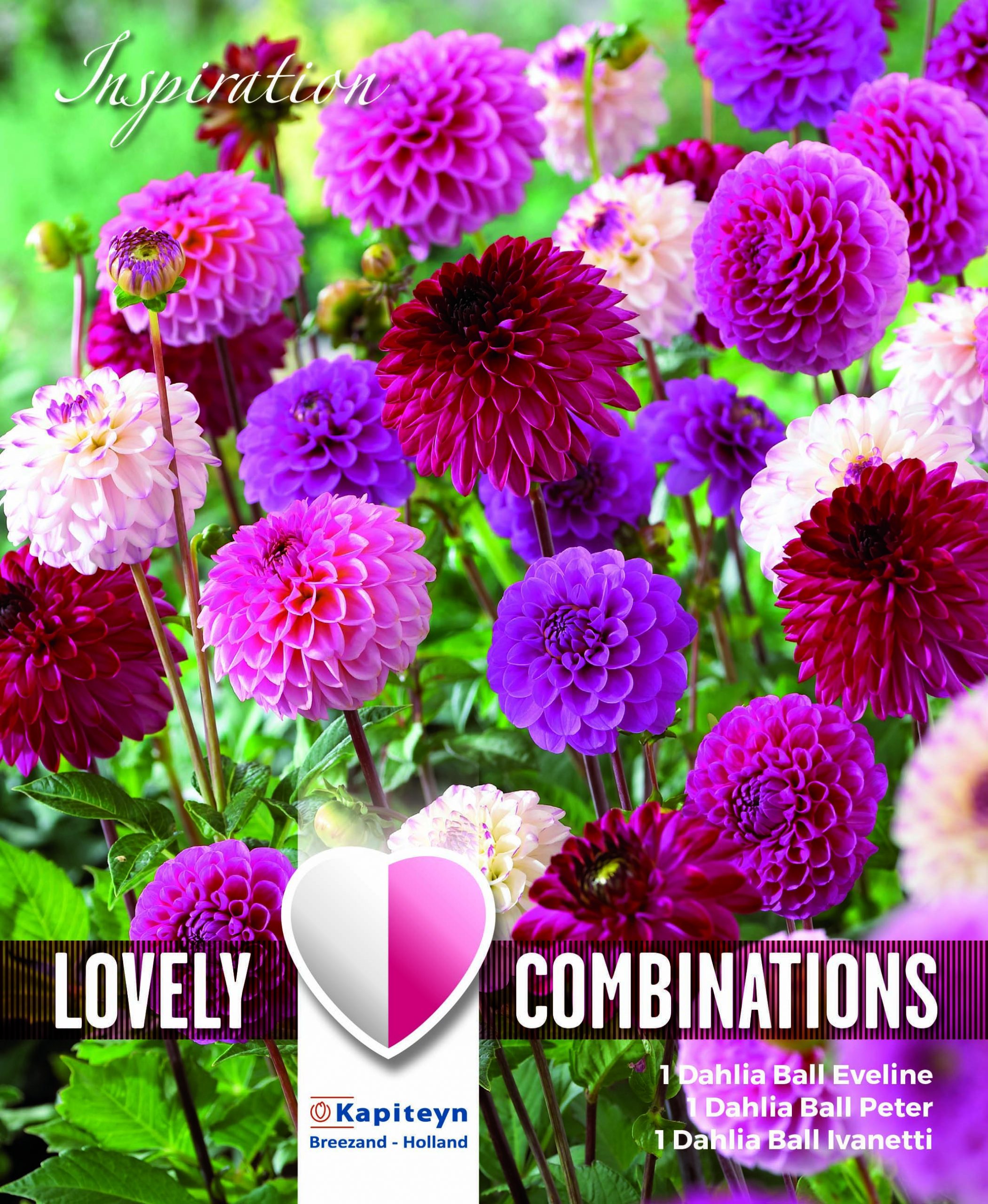 Dahlia Pompon/Ball Pink & Purple Shaes - Combi Pack