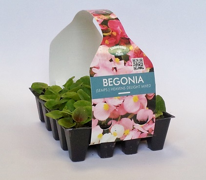 Impatiens Beacon Mixed - 20 starter plug plant pack - Image 2
