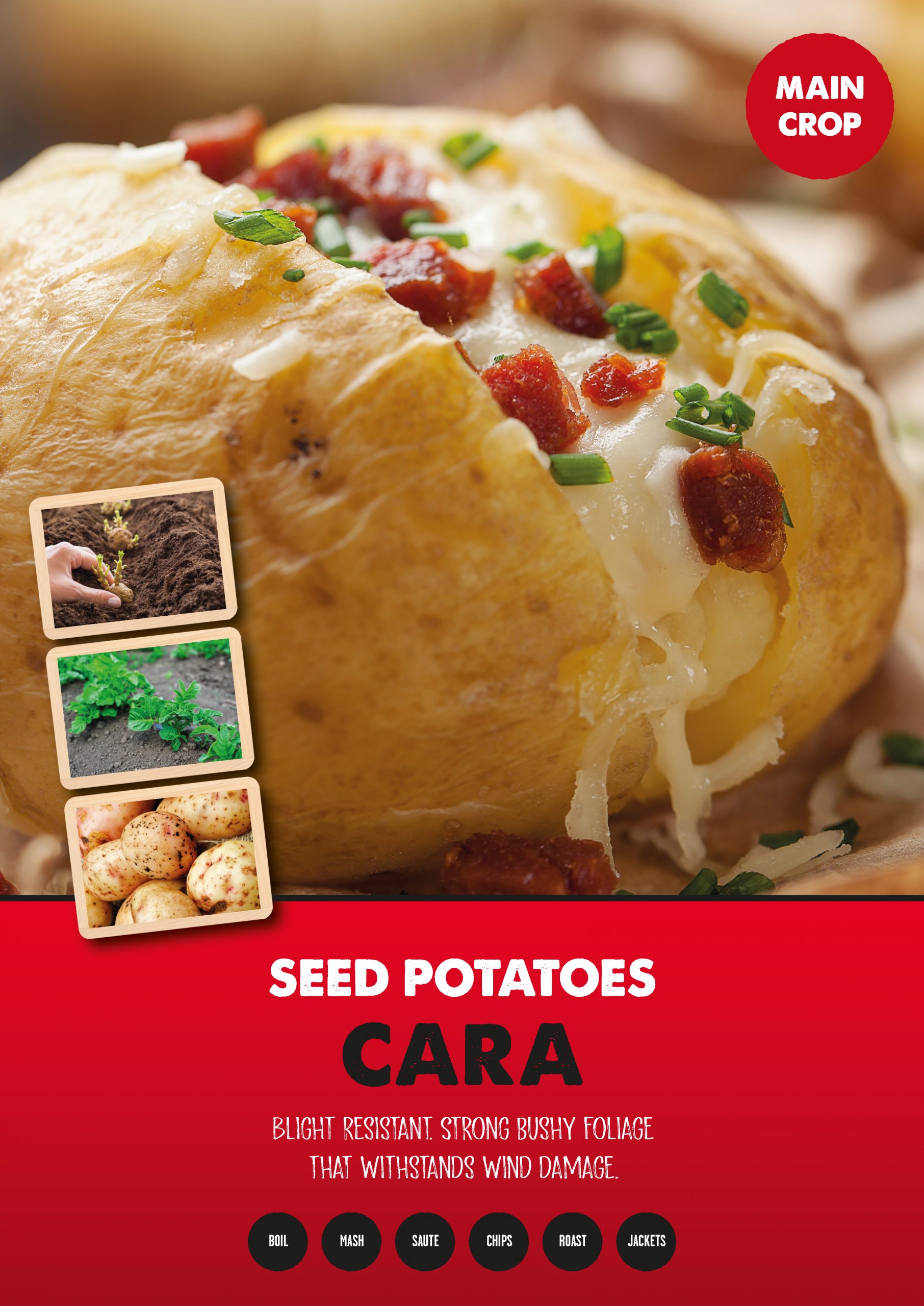 Posters Potatoes - Cara