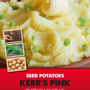 Seed Potato Kerr's Pink - Main Crop Starter 'Taster' Pack
