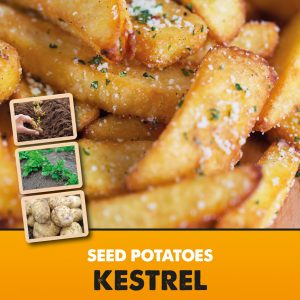 Seed Potato Kestrel - Second Early Starter 'Taster'Packs