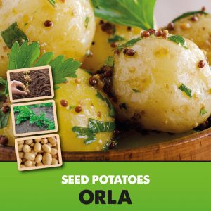 Seed Potato Orla - First Early Starter 'Taster' Pack