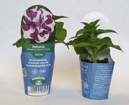 Petunia Surfinia Trailing - Starter 8 Plant Collection - Image 2