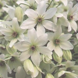 Clematis Evergreen White Sensation 2lt pots