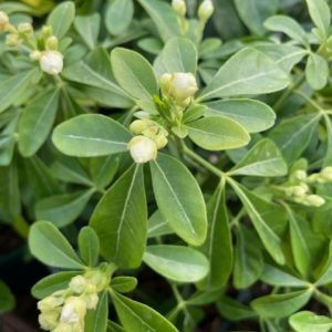 Choisya Ternata 2lt pot