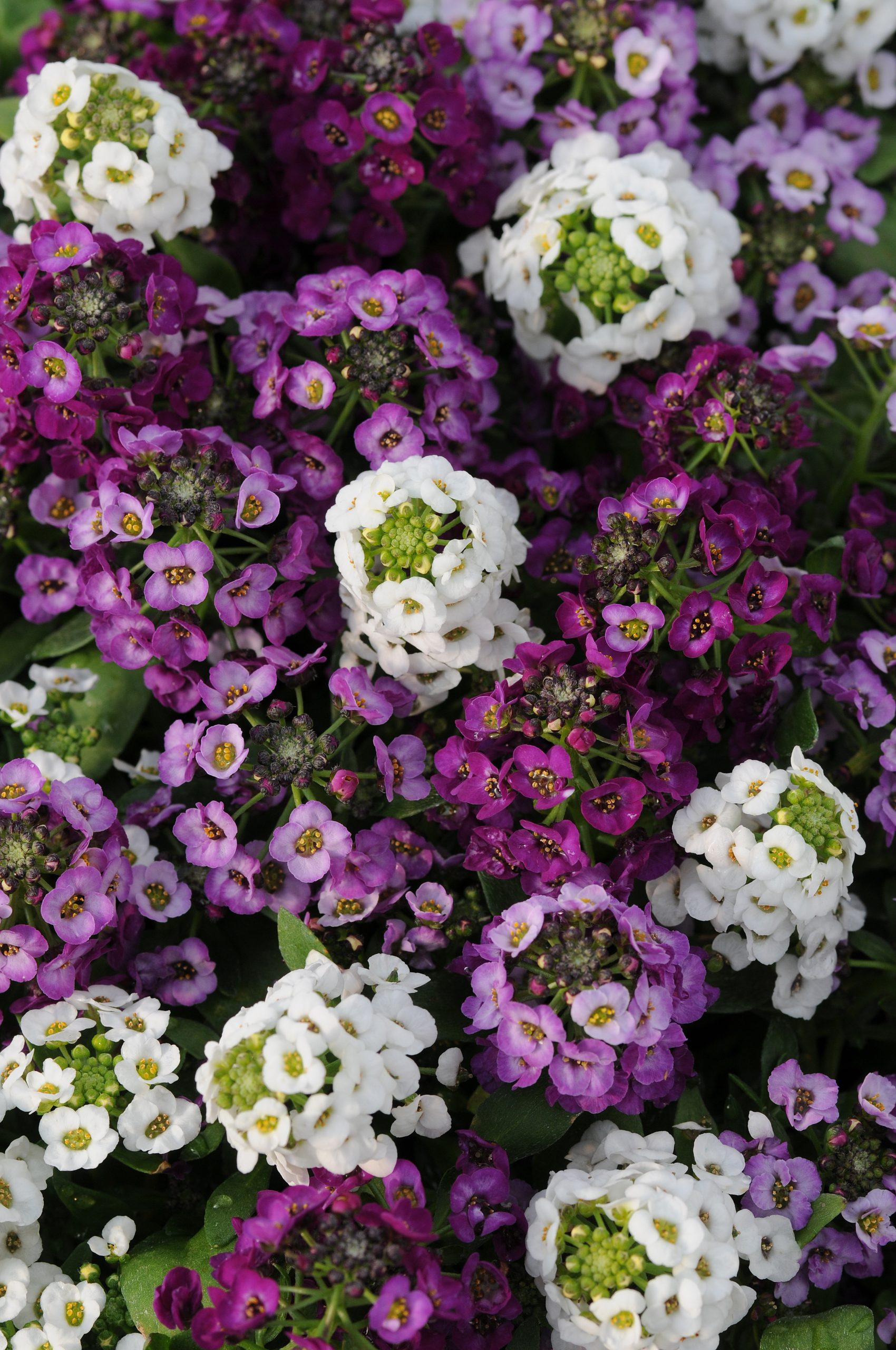 Alyssum_Clear_Crystal_Mix_Bloom_48819