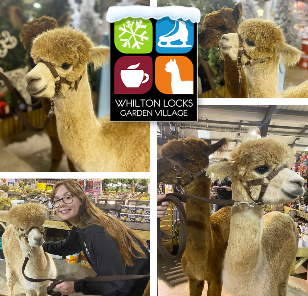 alpacas at Whilton Locks