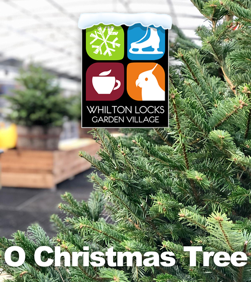 real christmas trees northamptonshire