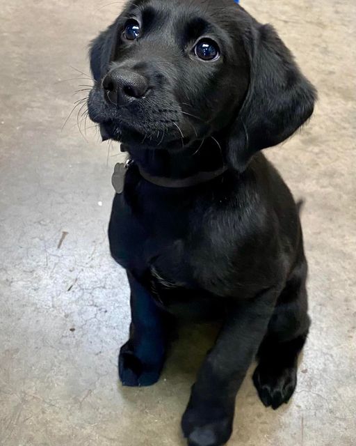 dog friendly restaurant northamptonshire