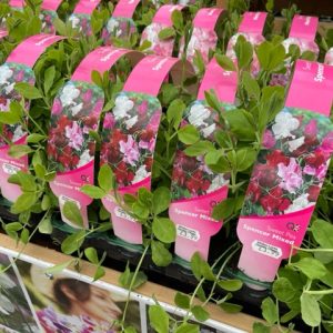 Sweet Pea Mixed Strip