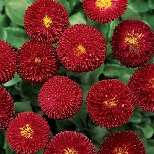 Bellis Red 6 Plant Pack