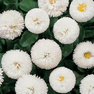 Bellis White 6 Plant Pack