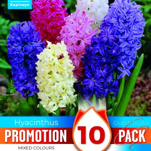 Hyacinth Garden Mixed Promo Pack