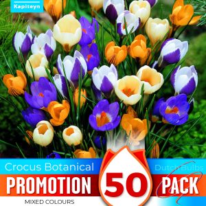 Crocus Small Flowering Mixed Promo Pack