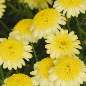 Argyranthemum Maderia Summer Daisy - Starter 8 Plant Collection