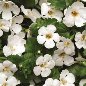 Bacopa Trailing - Starter 8 Plant Collection