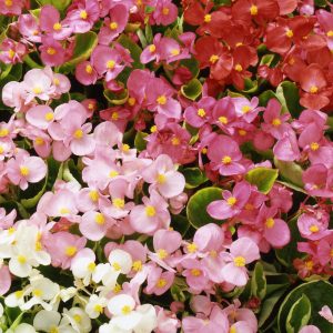 Begonia Heavens Delight Mixed - 20 starter plug plant pack