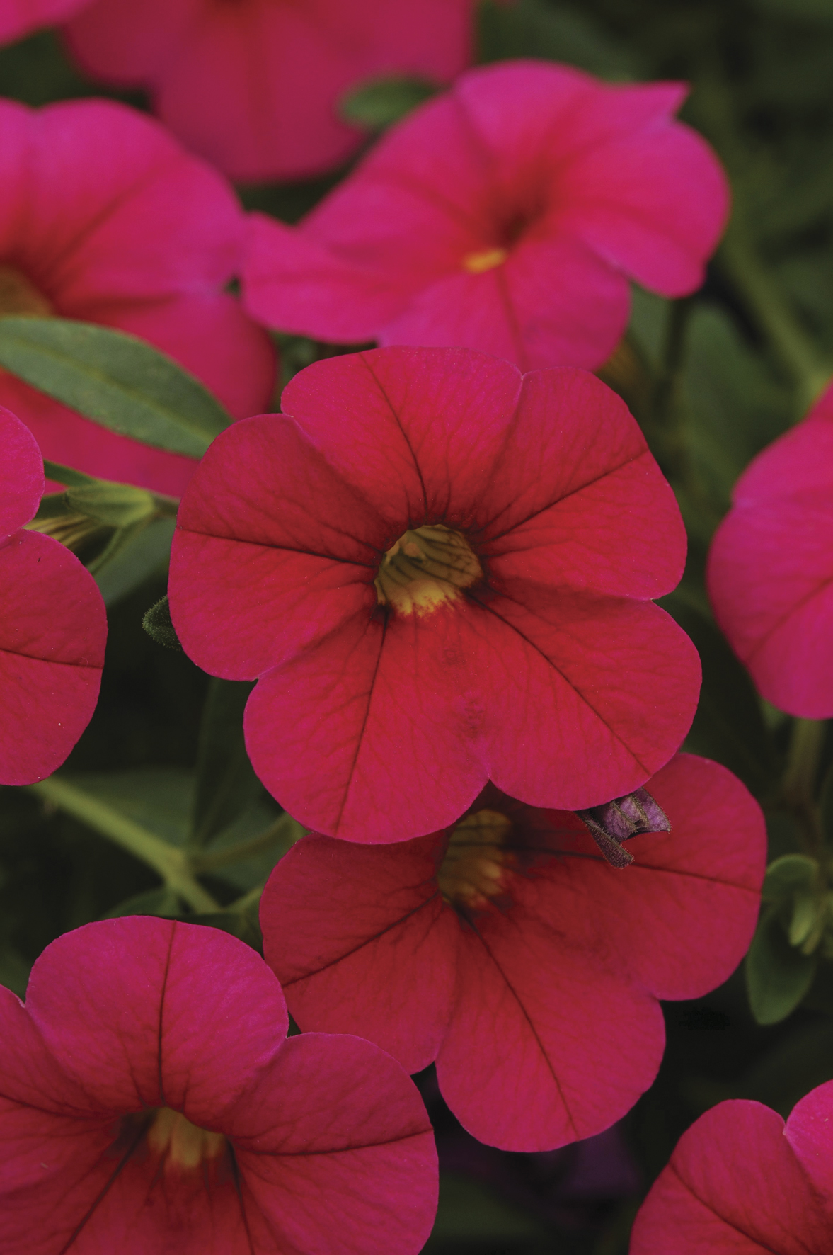 Calibrachoa 'Million Bells' Trailing - Starter 8 Plant Collection