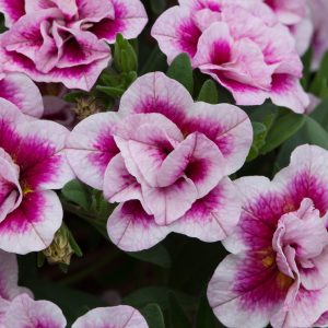 Calibrachoa Double 'Million Bells' Trailing - Starter 8 Plant Collection