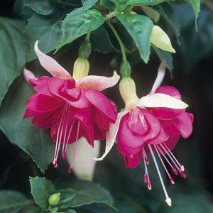 Fuchsia 'Large Flower' Trailing - Starter 8 Plant Collection