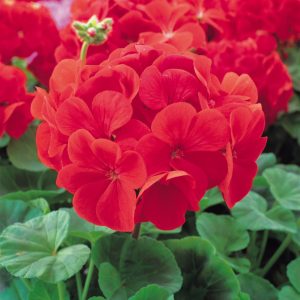 Geranium Bright Red - 20 starter plug plant pack
