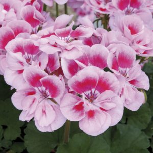 Geranium Zonal Bush - Starter 6 Plant Premium Collection