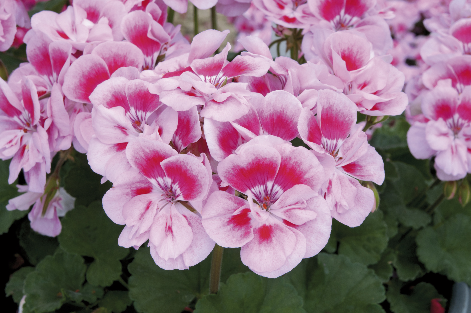 Geranium Zonal Bush - Starter 6 Plant Premium Collection