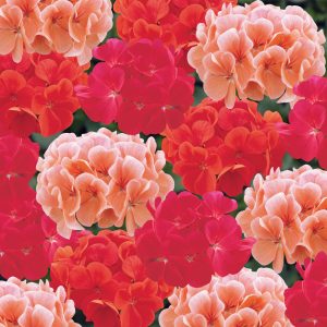 Geranium Hot 'n' Spicy Mixed - 20 starter plug plant pack