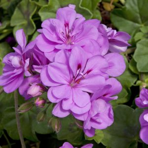 Geranium Trailing - Starter 6 Plant Premium Collection