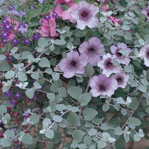 Summer Foliage Mix - Starter 8 Plant Collection