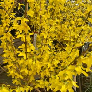 Forsythia Spectablis Bush 3lt pot