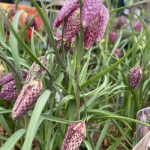 Fritillaria Snakes Head 1lt pot