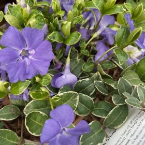Vinca Periwinkle Ground Cover 2lt