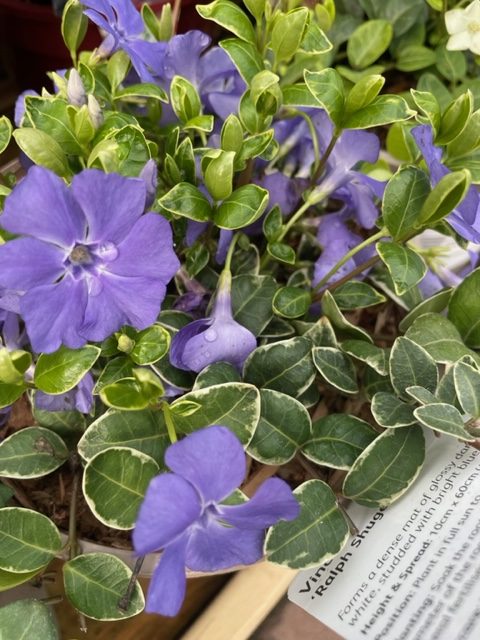 Vinca Periwinkle Ground Cover 2lt