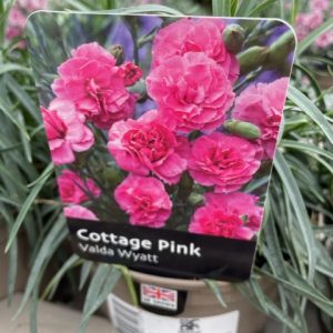 Cottage Garden Pinks 1lt pot