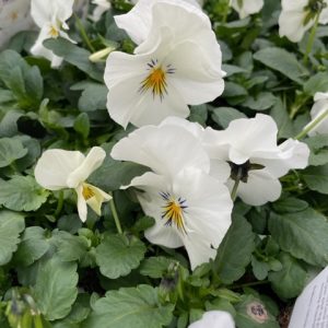 Pansy/Viola Trailing Mixed Colours 6 plant jumbo pack