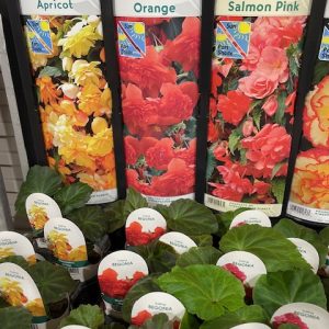 Begonia Trailing Illumination - Starter 6 Plant Premium