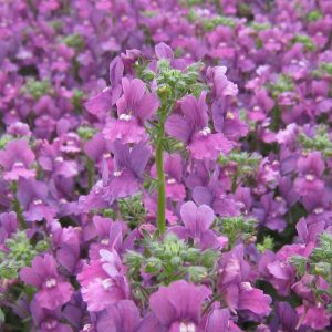 Nemesia Celebration Hardy Bush 2lt pot