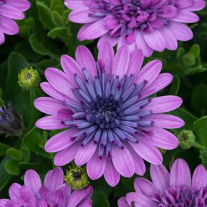 Osteospermum 3D Double Bush - Starter 8 Plant Collection
