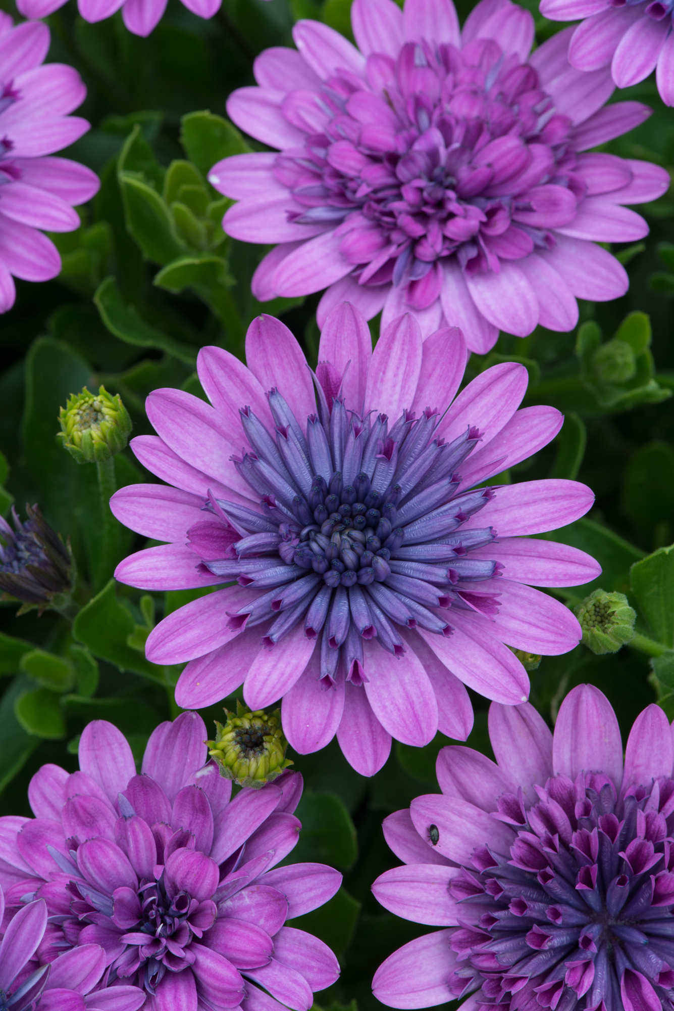 Osteospermum 3D Double Bush - Starter 8 Plant Collection