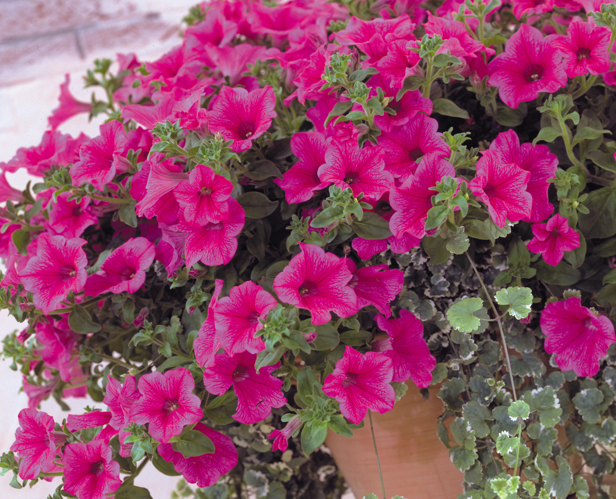 Petunia Surfinia Trailing - Starter 8 Plant Collection