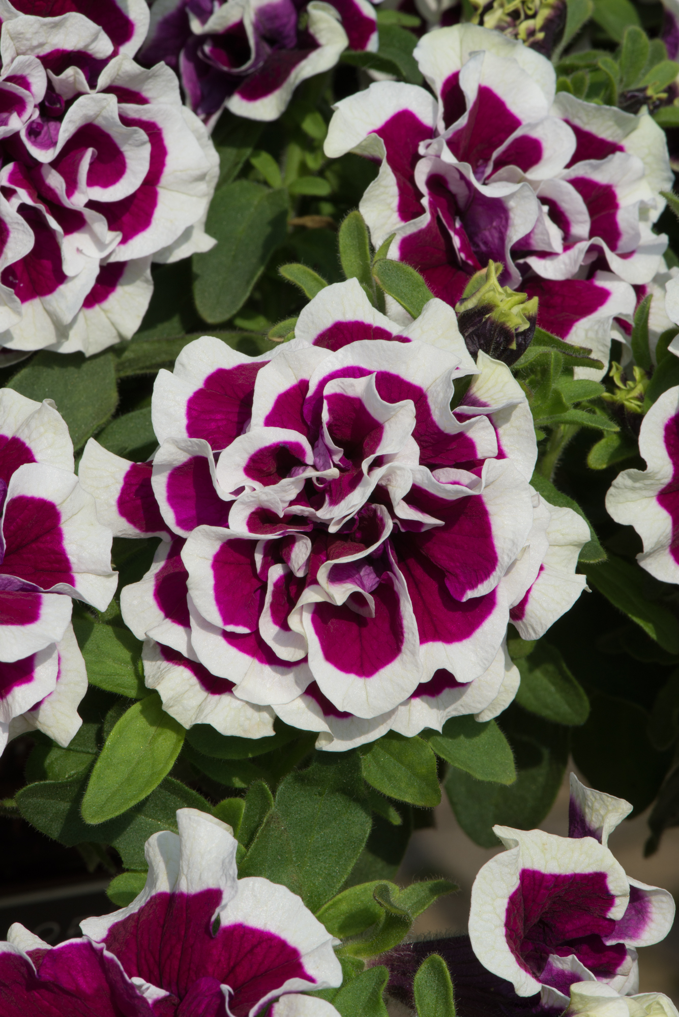 Petunia Trailing Tumberlina - Starter 8 Plant Collection