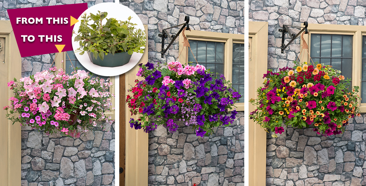 easy hanging baskets
