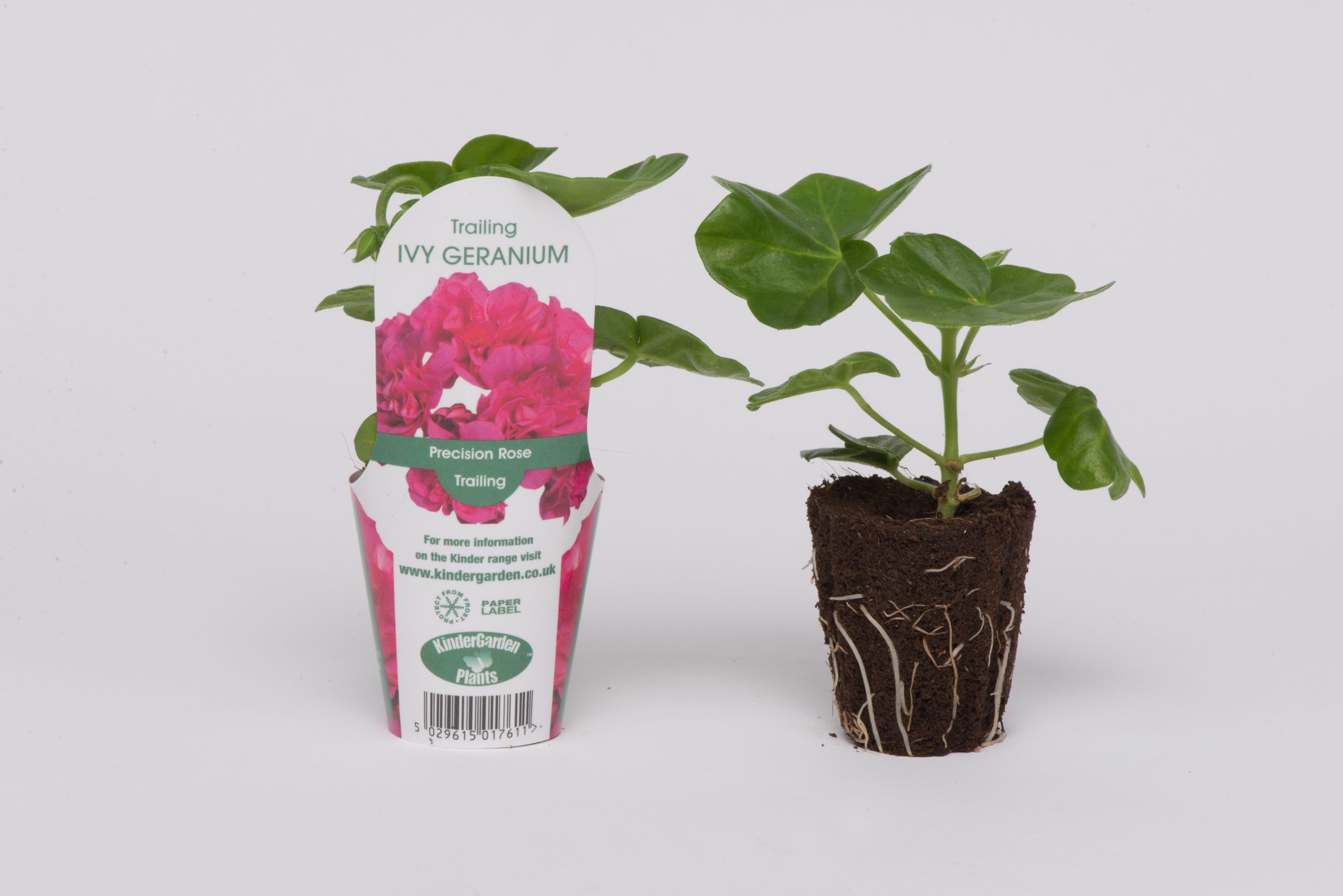 Geranium Zonal Bush - Starter 6 Plant Premium Collection - Image 2