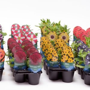 Summer Flowering Mix - Starter 8 Plant Collection