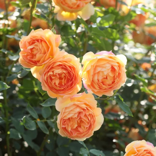 David Austin Bush Rose Collection 5lt pots – Whilton Locks Garden Village