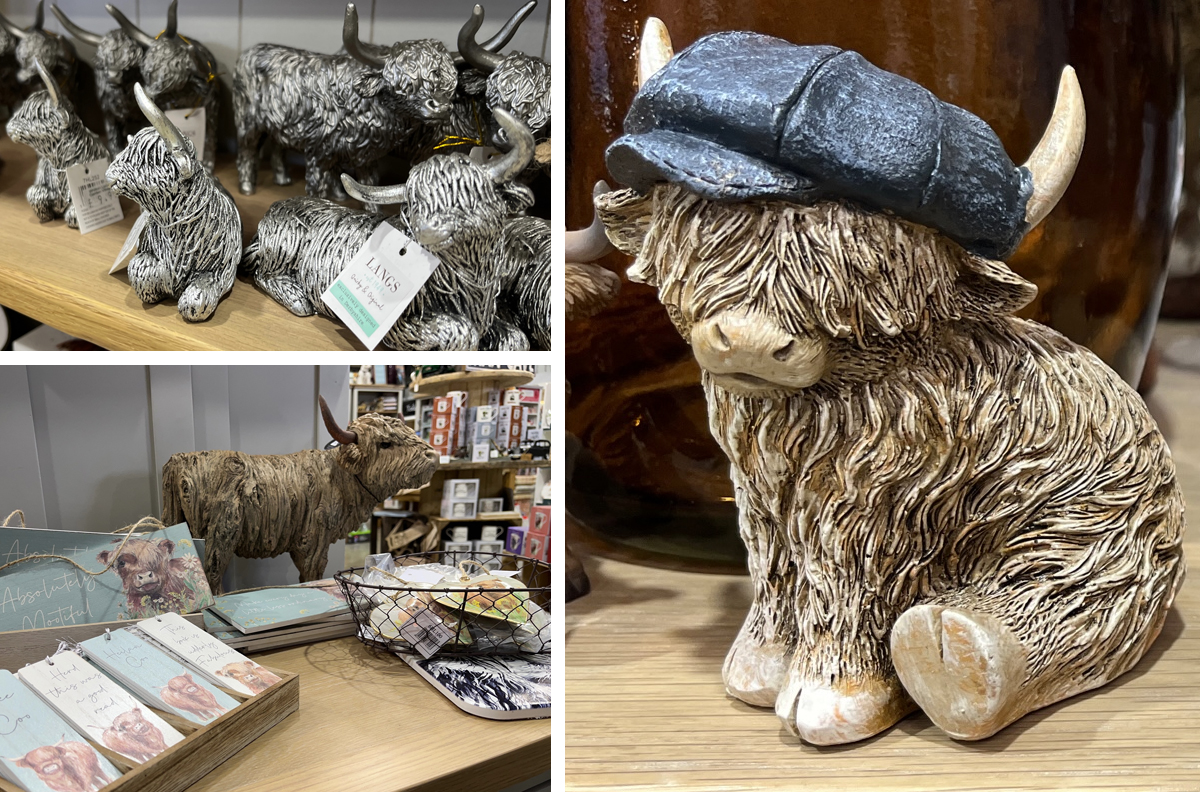 highland cows northampton