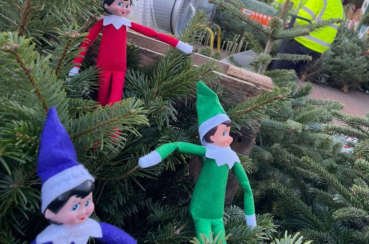 real christmas trees northampton